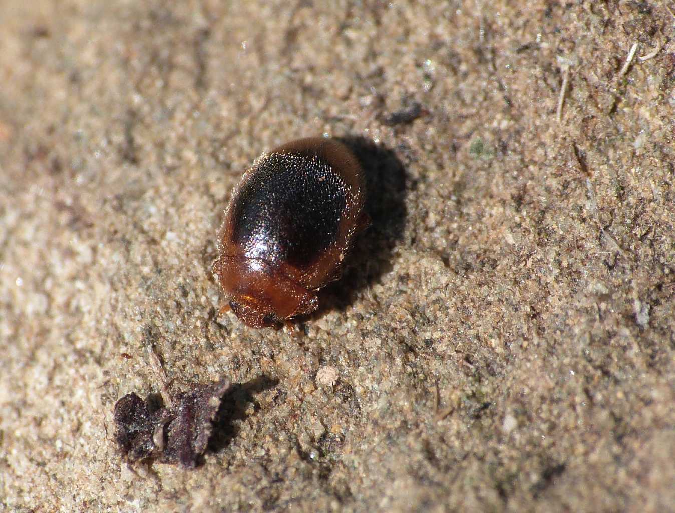 Scymnus? No. Rhyzobius litura in copula